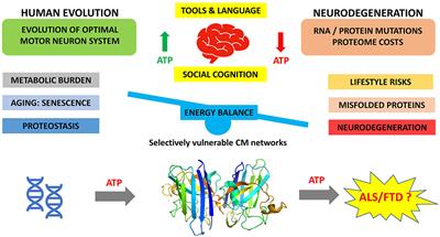 ALS/FTD: Evolution, Aging, and Cellular Metabolic Exhaustion